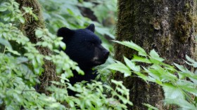 Black Bear