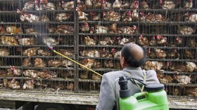 [BREAKING] Russia's First Human 'Bird Flu' Case; H5N8 Can Cause Death, Experts Predict