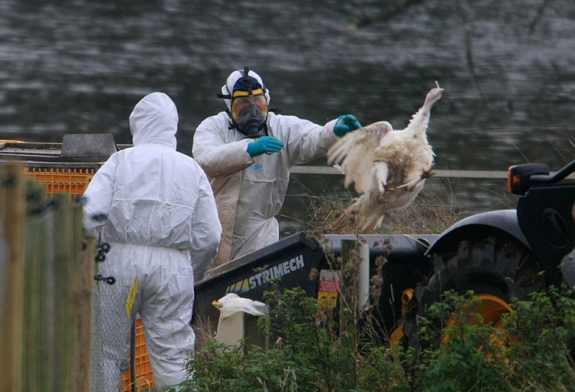 [BREAKING] Russia's First Human 'Bird Flu' Case; H5N8 Can Cause Death, Experts Predict