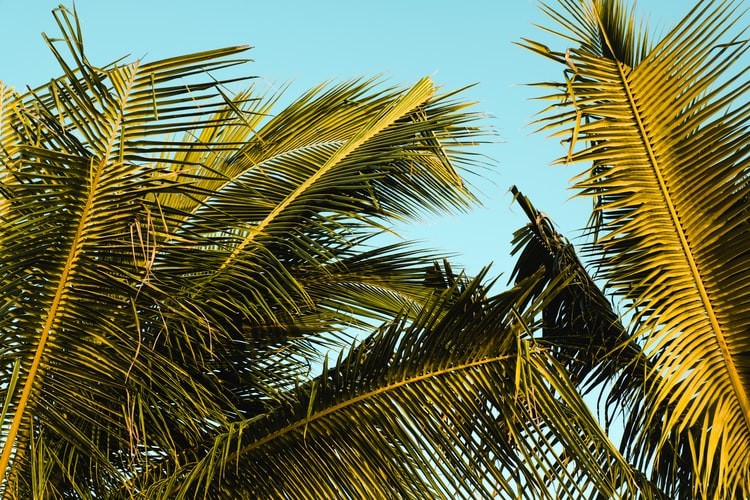 Coconut Trees in Jamaica