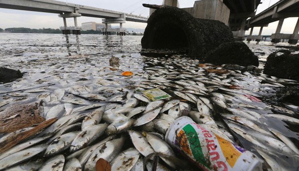 Thousands Of Dead Fish Found Near Rio Olympic Sailing Venue
