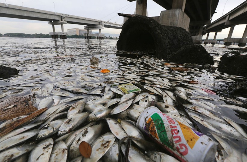 Thousands Of Dead Fish Found Near Rio Olympic Sailing Venue