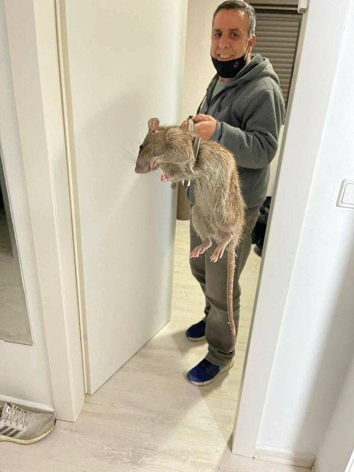 Truth Behind the Viral 'Giant Rat' Picture in UK | Nature World News