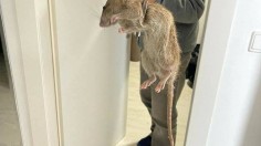 Truth Behind the Viral 'Giant Rat' Picture in UK