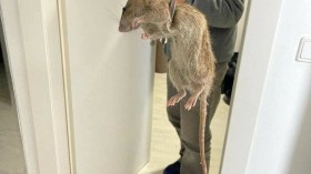 Truth Behind the Viral 'Giant Rat' Picture in UK