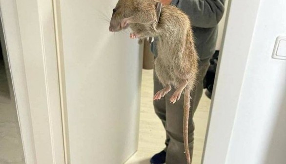Truth Behind the Viral 'Giant Rat' Picture in UK