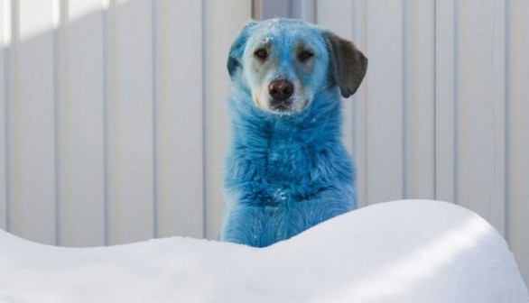 Blue-colored dog in vet clinic in Nizhny Novgorod, Russia