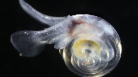 pteropod