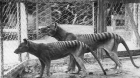 Thylacine (juvenile in foreground) pair in Hobart Zoo.