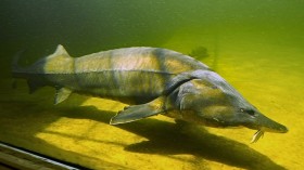 Sturgeon Fish