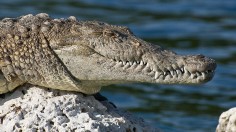 American Crocodile