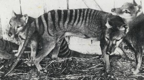 Thylacines (Tasmanian Tigers), at Beaumaris Zoo, Hobart, ca. 1918, State Library of New South Wales