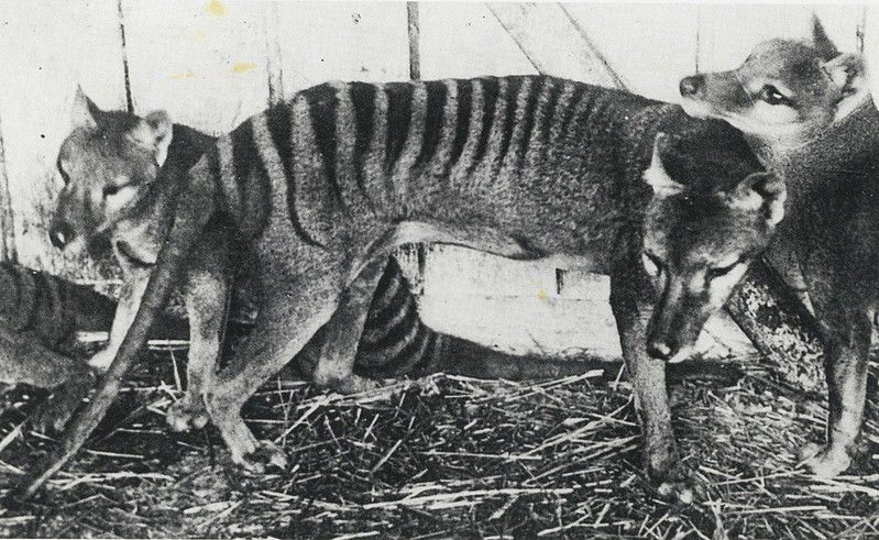 Thylacines (Tasmanian Tigers), at Beaumaris Zoo, Hobart, ca. 1918, State Library of New South Wales