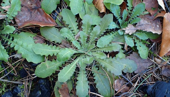  Arabidopsis arenosa in Międzyzdroje, NW Poland