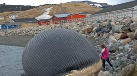 The rotting carcass of a 85-foot-long blue whale has created a spectacle in the Newfoundland, Canada, town of Trout River, with some residents of the sleepy seaside community fearing gasses erupting from the dead whale could cause it to burst. 