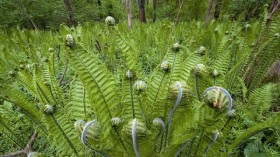 Water Fern