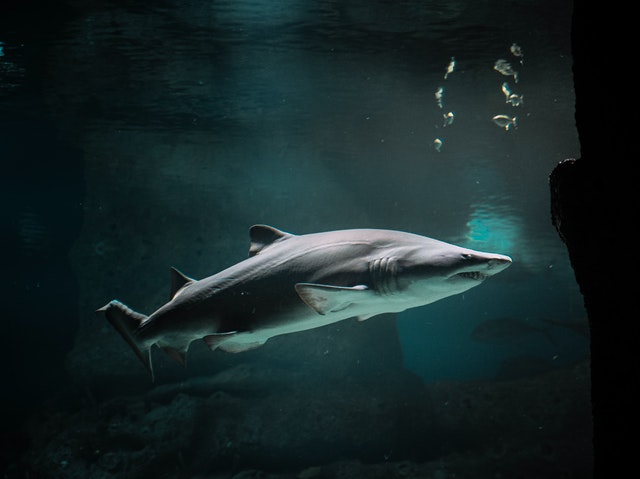 huge deep sea shark