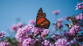 Monarch butterfly sitting on a flower