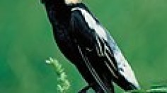 Bobolink 