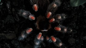 Tarantule