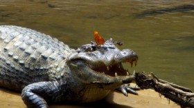 Crocodile tears, bees and butteflies drink from eyes of caiman