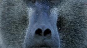 Baboon