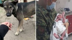 Heroic Dog Didn't Stop Barking, Leads Biker to Save Life of Abandoned Baby!