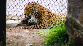 Fatal Encounter: Male Jaguar Accidentally Killed Female Over 