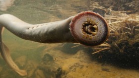 An adult pacific lamprey facing the camera with its sharp teeth clearly visible