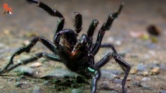 Funnel-Web Spider: Venom of Deadliest Spider in Australia May Help Save Heart Transplant Patients