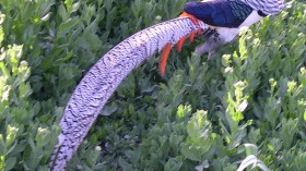 Lady Amherst's Pheasant