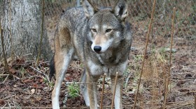 Red Wolf