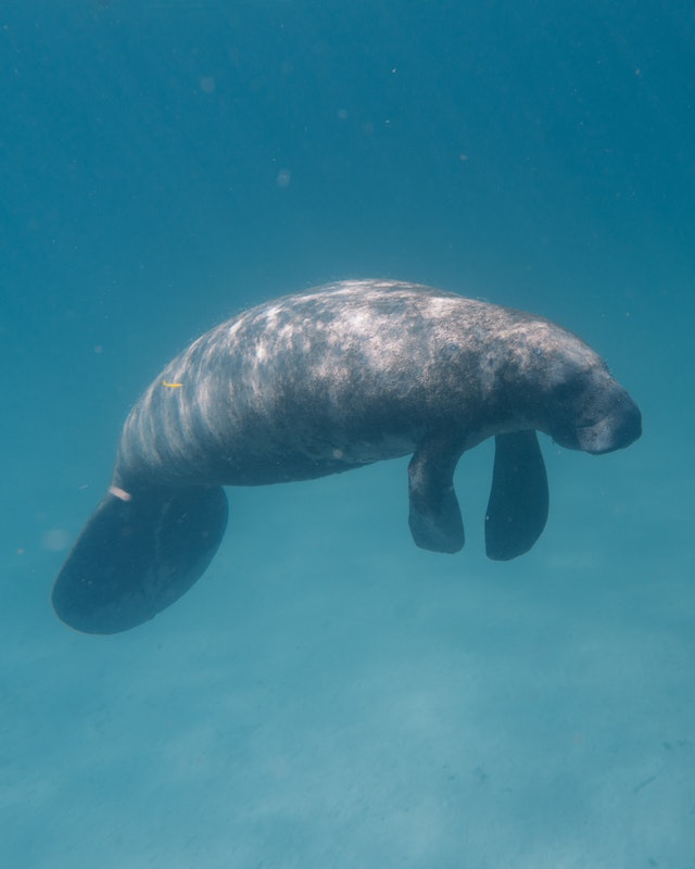 Likelihood Of Extinction Florida Manatees On The Brink Of Dying Out   Manatee 