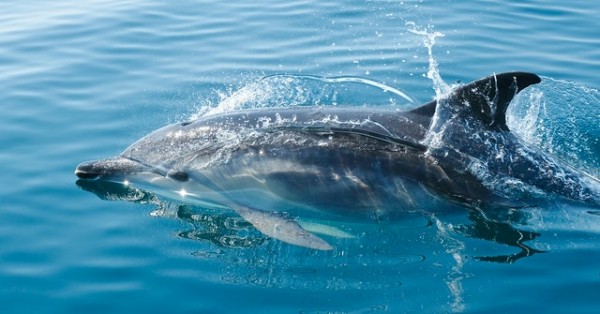 10 rare dolphin species you've probably never heard of