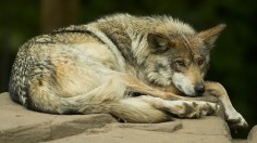 Mexican Gray Wolf