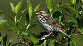 Male Savannah sparrow