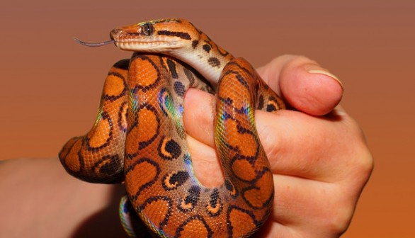 A person holding a snake