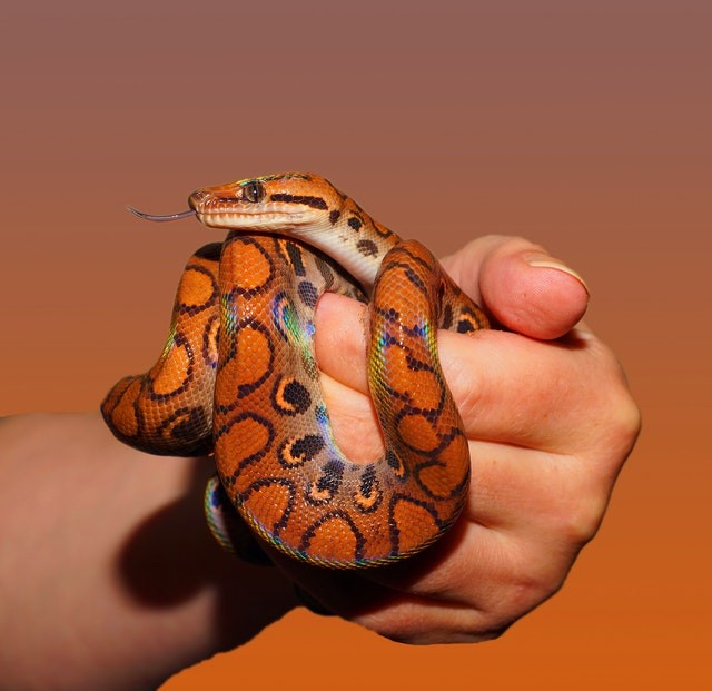 A person holding a snake