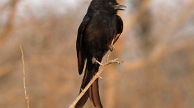 The fork-tailed drongo can mimic the calls of a variety of other creatures and uses that ability to trick them into abandoning their food. 