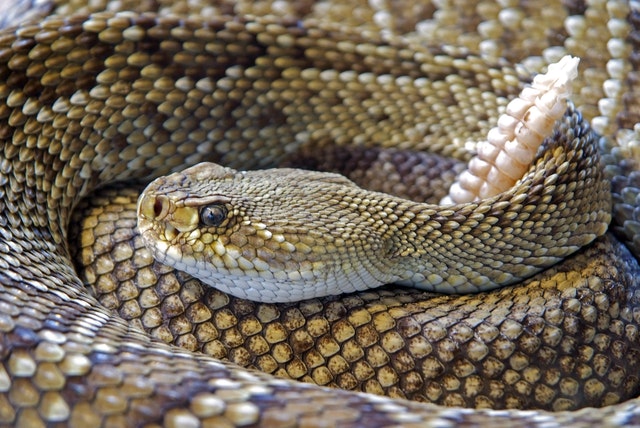 Black Mamba: 8 Fascinating Facts About The World's Deadliest Snake ...