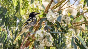 Regent Honeyeater