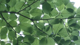Leaves of a stinging tree