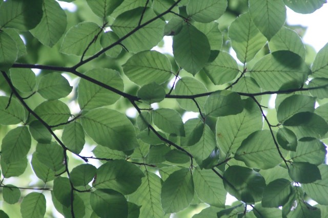 Leaves of a stinging tree