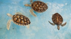 Turtles swimming in circles