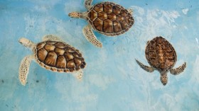 Turtles swimming in circles