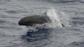 False Killer Whale