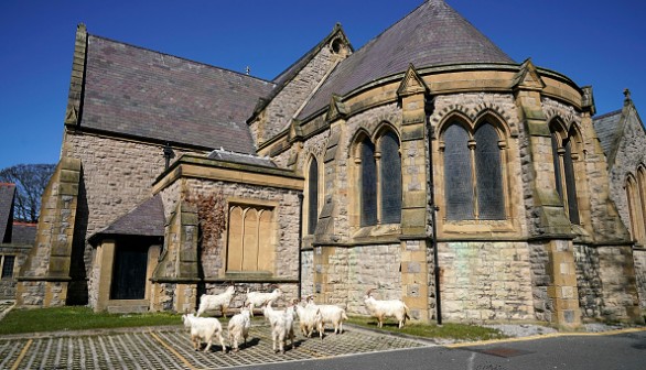 Goats roams Welch town