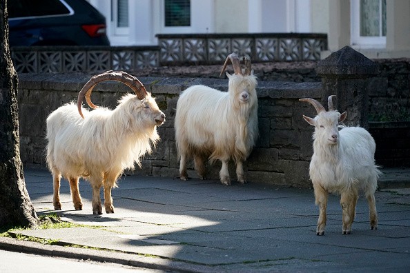 Goats roams Welch town