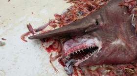 Shrimp fishermen working in the Gulf of Mexico hauled up a lot more than they bargained for last month when they netted a rare goblin shark. 