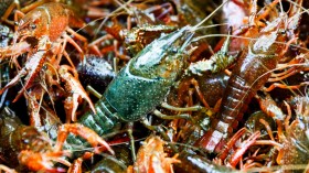 Invasive American Crayfish To Become Berlin Delicacy